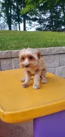 Brownie Boy, a male Yorkshire Terrier for sale in Myrtle Beach, SC – 6 of 6