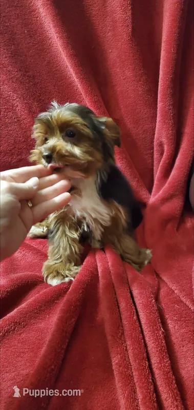 Lil Prince of York – Yorkshire Terrier puppy for sale in Bluefield, VA
