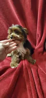 Lil Prince of York, a male Yorkshire Terrier for sale in Calabash, NC – 1 of 4