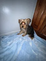 Lil Pauley, a male Yorkshire Terrier for sale in Calabash, NC – 8 of 8