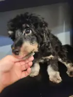 Prince Charming, a male Yorkshire Terrier and Poodle - Toy  for sale in Bluefield, VA – Photo 6 of 8