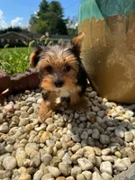 Benji, a male Yorkshire Terrier for sale in Chicopee, MA – 10 of 10