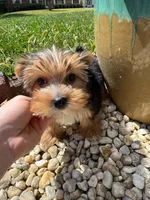 Benji, a male Yorkshire Terrier for sale in Chicopee, MA – 5 of 10