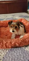 Patches, a male Yorkshire Terrier for sale in Chicopee, MA – 6 of 8