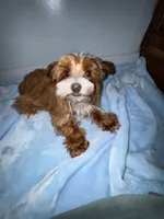 Lil Red Sox , a male Yorkshire Terrier for sale in Myrtle Beach, SC – 5 of 6