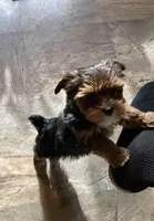 Tcup Valentina, a female Yorkshire Terrier for sale in Bluefield, VA – 5 of 5