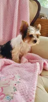 Baby Daisy, a female Yorkshire Terrier for sale in Bluefield, VA – 4 of 5