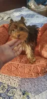Hershey kiss, a male Yorkshire Terrier for sale in Chicopee, MA – 1 of 8