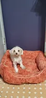 Moria, a female Maltese for sale in Bluefield, VA – 4 of 7