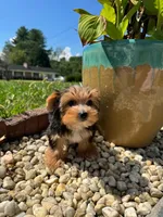 Benji, a male Yorkshire Terrier for sale in Chicopee, MA – 4 of 10