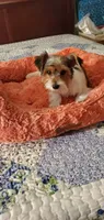 Patches, a male Yorkshire Terrier for sale in Chicopee, MA – 3 of 8
