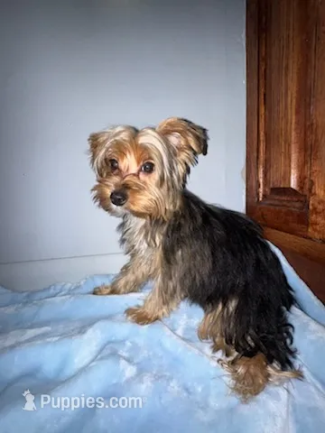 Lil Pauley – Yorkshire Terrier puppy for sale in Bluefield, VA