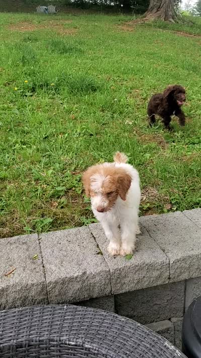 Charlotte , a female Poodle - Multi-Colored Standard for sale in Bluefield, VA – 6 of 6