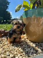 Lil Bentley , a male Yorkshire Terrier for sale in Chicopee, MA – 4 of 5