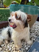 Tcup Simba, a male Yorkshire Terrier for sale in Myrtle Beach, SC – 5 of 10