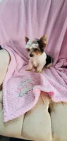 Baby Daisy, a female Yorkshire Terrier for sale in Bluefield, VA – 5 of 5