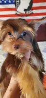 Chocolate Brownie Boy, a male Yorkshire Terrier for sale in Chicopee, MA – 3 of 7
