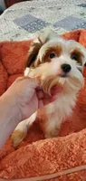Tcup Simba, a male Yorkshire Terrier for sale in Chicopee, MA – 3 of 4