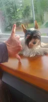 Tcup Paisley 2.13 pounds, a female Yorkshire Terrier for sale in Bluefield, VA – 6 of 9