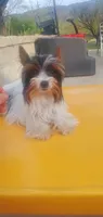 Tcup Paisley 2.13 pounds, a female Yorkshire Terrier for sale in Bluefield, VA – 5 of 9