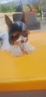 Tcup Paisley 2.13 pounds, a female Yorkshire Terrier for sale in Bluefield, VA – 2 of 9