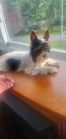 Tcup Paisley 2.13 pounds, a female Yorkshire Terrier for sale in Bluefield, VA – 4 of 9