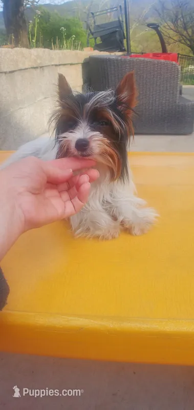Tcup Paisley 2.13 pounds – Yorkshire Terrier puppy for sale in Bluefield, VA