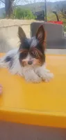 Tcup Paisley 2.13 pounds, a female Yorkshire Terrier for sale in Bluefield, VA – 3 of 9