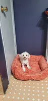 Moria, a female Maltese for sale in Bluefield, VA – 7 of 7