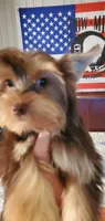 Chocolate Brownie Boy, a male Yorkshire Terrier for sale in Chicopee, MA – 2 of 7