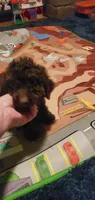 Chocolate Teddy Bear, a male Poodle - Miniature  for sale in Bluefield, VA – 2 of 7