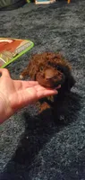 Chocolate Teddy Bear, a male Poodle - Miniature  for sale in Bluefield, VA – 7 of 7