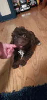 Chocolate Teddy Bear, a male Poodle - Miniature  for sale in Bluefield, VA – 3 of 7