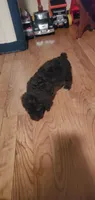 Chocolate Teddy Bear, a male Poodle - Miniature  for sale in Bluefield, VA – 6 of 7