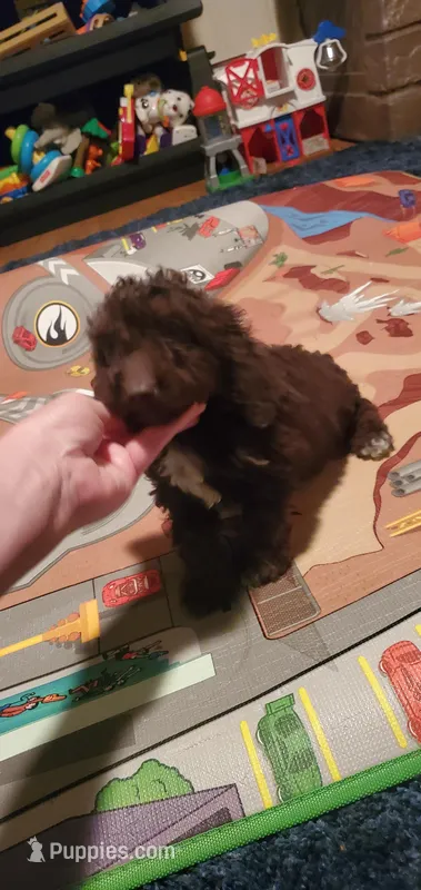 Chocolate Teddy Bear – Poodle - Miniature  puppy for sale in Bluefield, VA