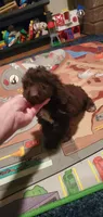 Chocolate Teddy Bear, a male Poodle - Miniature  for sale in Bluefield, VA – 1 of 7