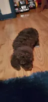 Chocolate Teddy Bear, a male Poodle - Miniature  for sale in Bluefield, VA – 5 of 7