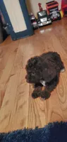 Chocolate Teddy Bear, a male Poodle - Miniature  for sale in Bluefield, VA – 4 of 7