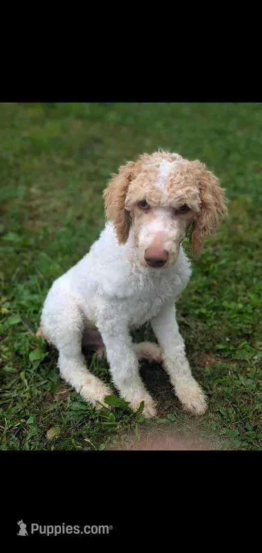 Buddy – Poodle - Standard  puppy for sale in Myrtle Beach, SC