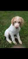 Buddy, a male Poodle - Standard  for sale in Myrtle Beach, SC – 1 of 9