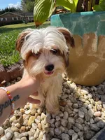 Tcup Simba, a male Yorkshire Terrier for sale in Myrtle Beach, SC – 3 of 10