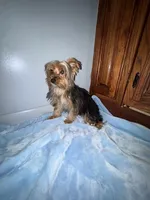 Lil Pauley, a male Yorkshire Terrier for sale in Calabash, NC – 2 of 8