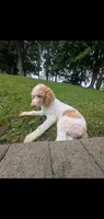 Buddy, a male Poodle - Standard  for sale in Myrtle Beach, SC – 8 of 9