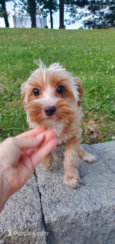 Brownie Boy – Yorkshire Terrier puppy for sale in Myrtle Beach, SC