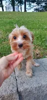 Brownie Boy, a male Yorkshire Terrier for sale in Myrtle Beach, SC – 1 of 6