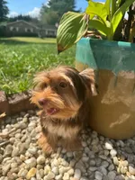 Hershey kiss, a male Yorkshire Terrier for sale in Myrtle Beach, SC – 2 of 9