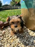 Benji, a male Yorkshire Terrier for sale in Chicopee, MA – 2 of 10