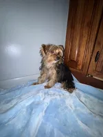 Lil Pauley, a male Yorkshire Terrier for sale in Calabash, NC – 4 of 8