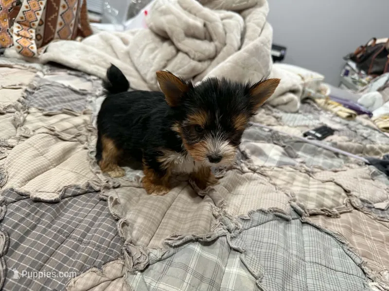 Tcup Harley  – Yorkshire Terrier puppy for sale in Chicopee, MA