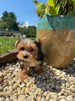 Benji, a male Yorkshire Terrier for sale in Chicopee, MA – 8 of 10